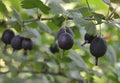 Jostaberry Ribes Ãâ nidigrolaria hybrid of a black currant and gooseberry in the garden. Branch with ripe berries Royalty Free Stock Photo